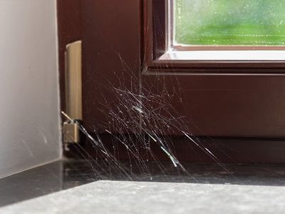 spider web in corner of phoenix home