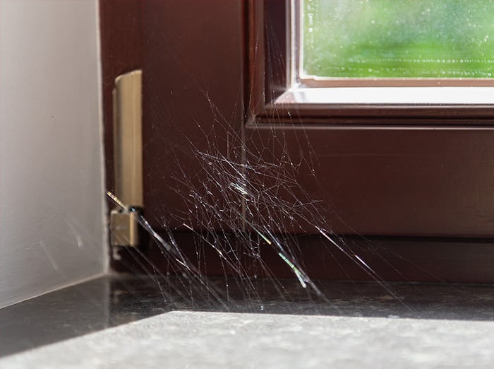 spider web inside home in arizona