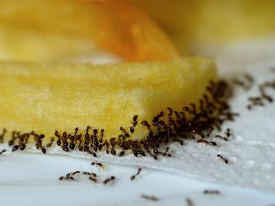odorous house ants eating a french fry in phoenix kitchen
