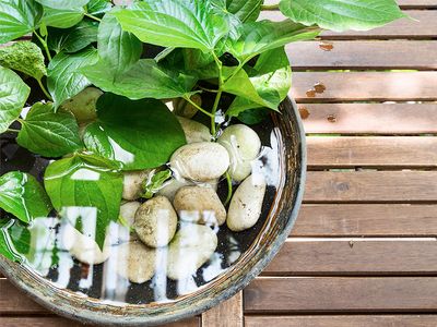 standing water encourages mosquito activity