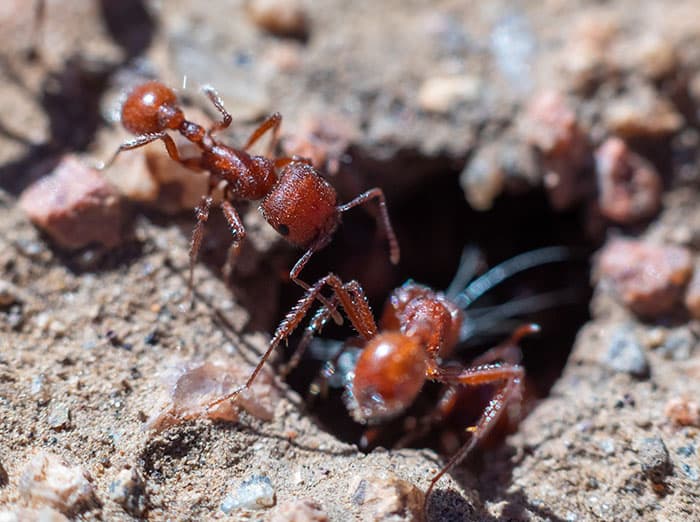 harvester ants foraging for food