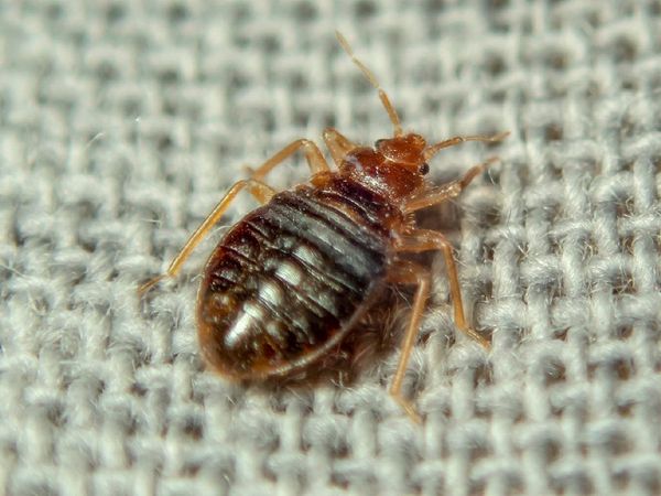 adult bed bug crawling on fabric