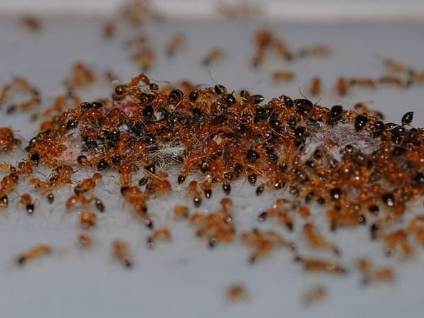 cluster of argentine ants