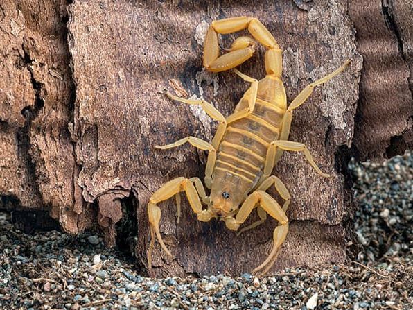 arizona bark scorpion in Phoenix yard
