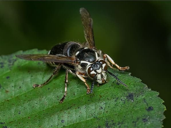 bald faced hornet on leaf