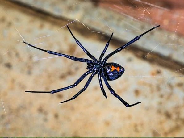 black widow spider