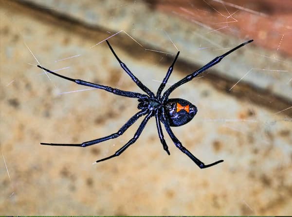 black widow spider waiting for prey