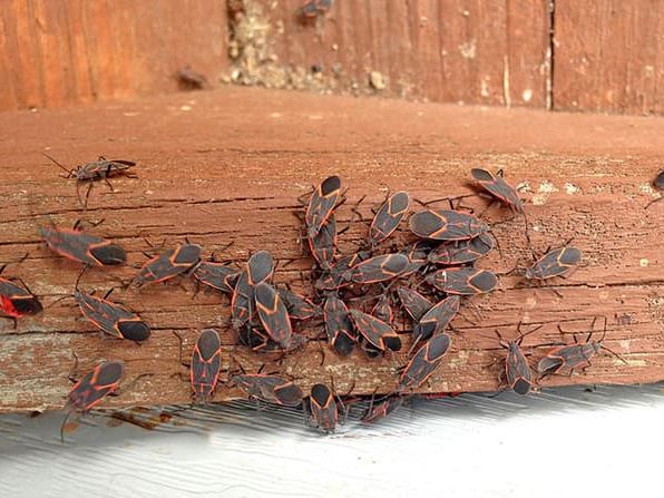 several boxelder bugs on home
