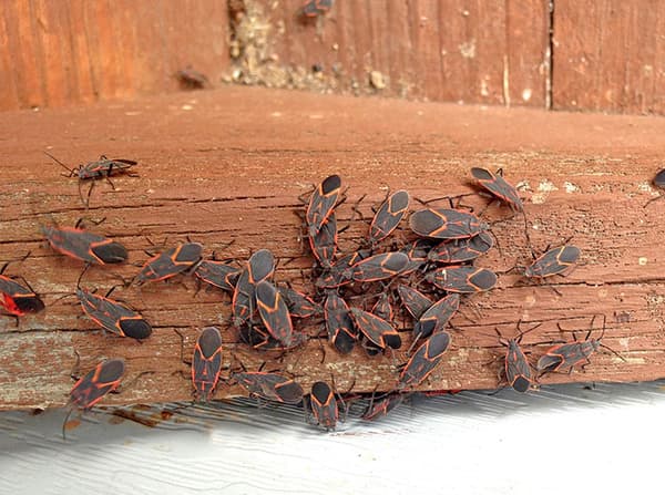 several boxelder bugs on home
