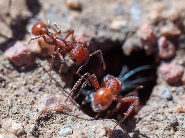 harvester ants outside