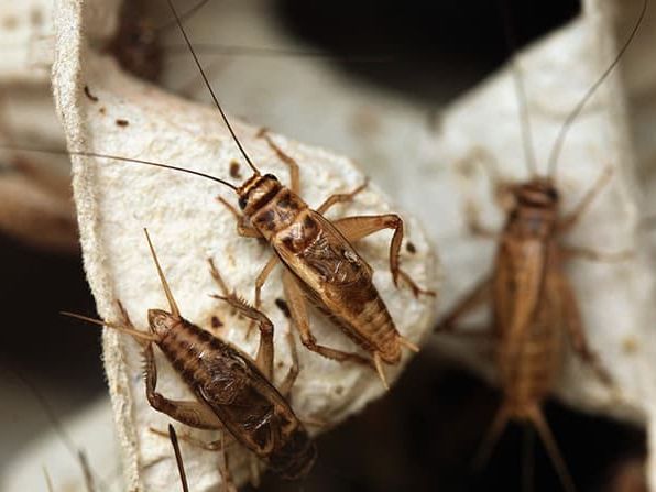 house crickets on egg carton