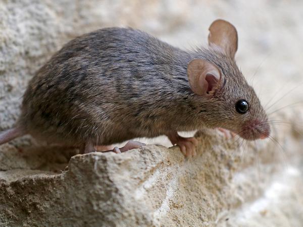 house mouse crawling over rocks