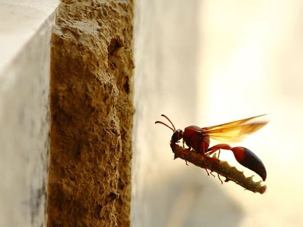 mud dauber flying into nest