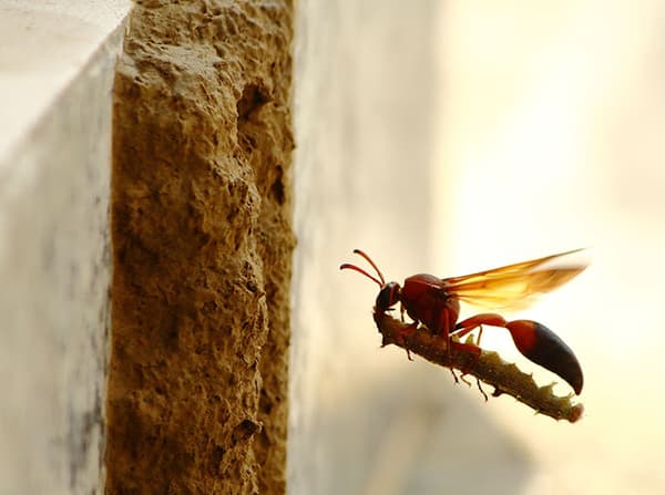 mud dauber flying into nest