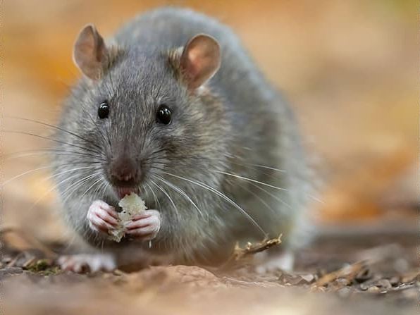 norway rat eating in yard