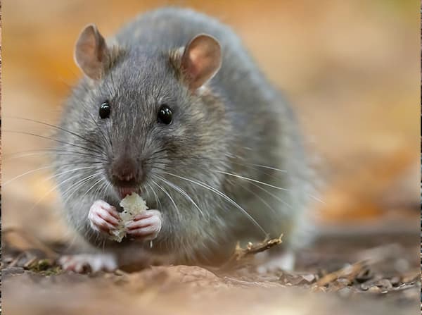 norway rat eating in yard