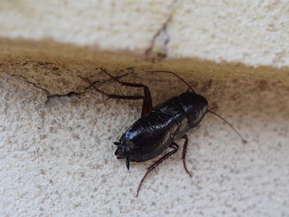 oriental cockroach in phoenix