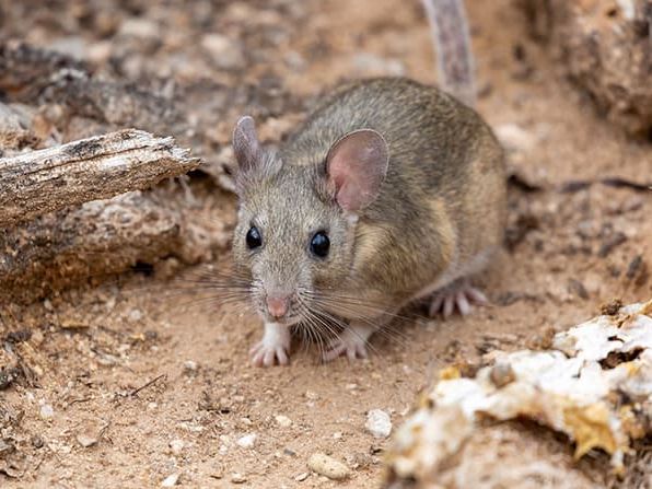 norway rat outside home