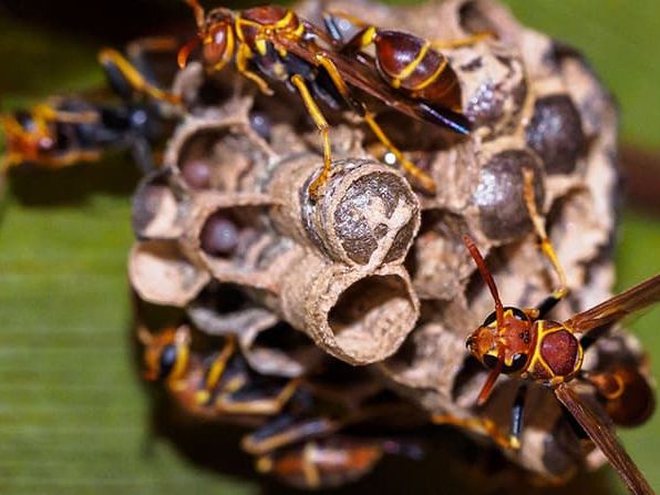 paper wasp constructing a nest