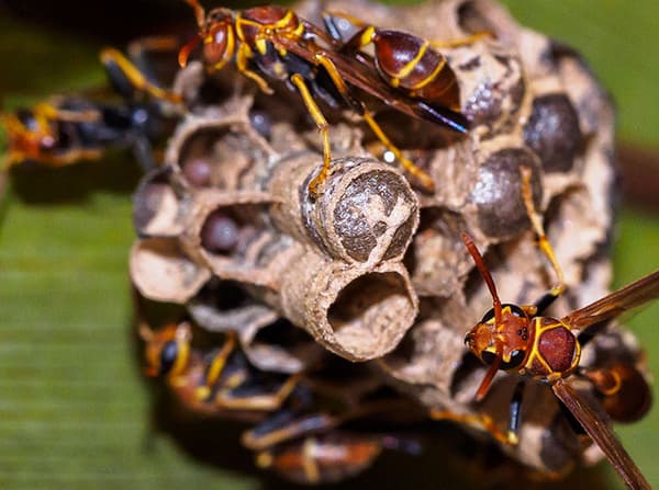 paper wasp constructing a nest