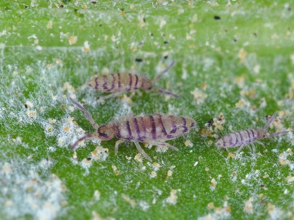 springtail infestation