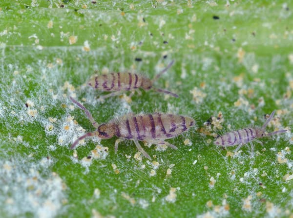 three springtails searching for food