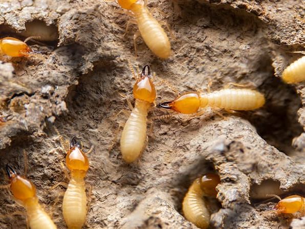 termites tunneling