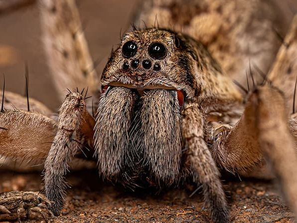 adult female wolf spider