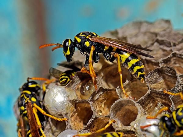 yellow jackets working on nest