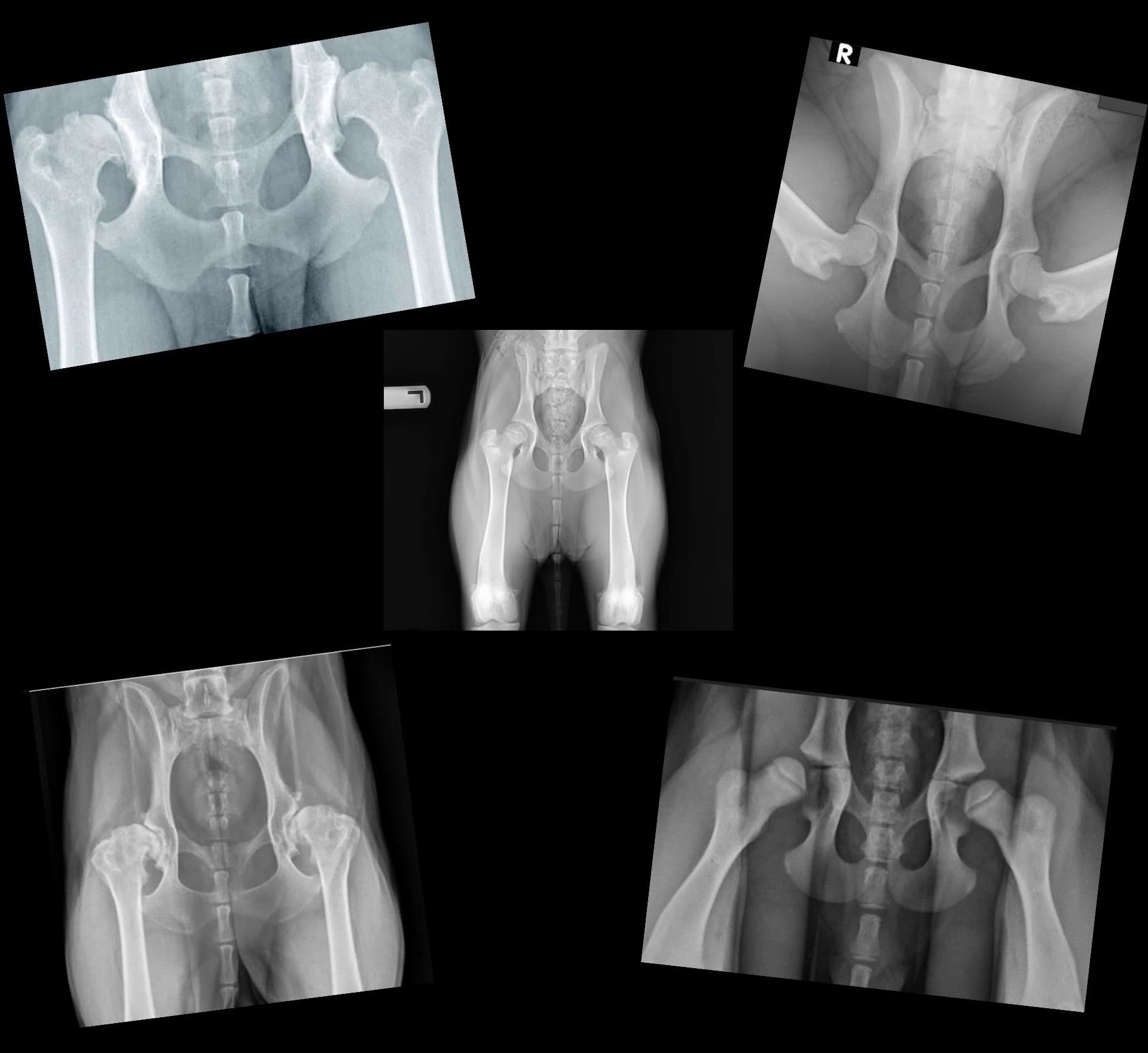 PennHip Radiographs