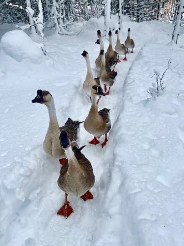And our nosy neighbors, the geese….