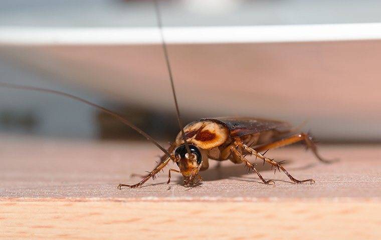 american cockroach