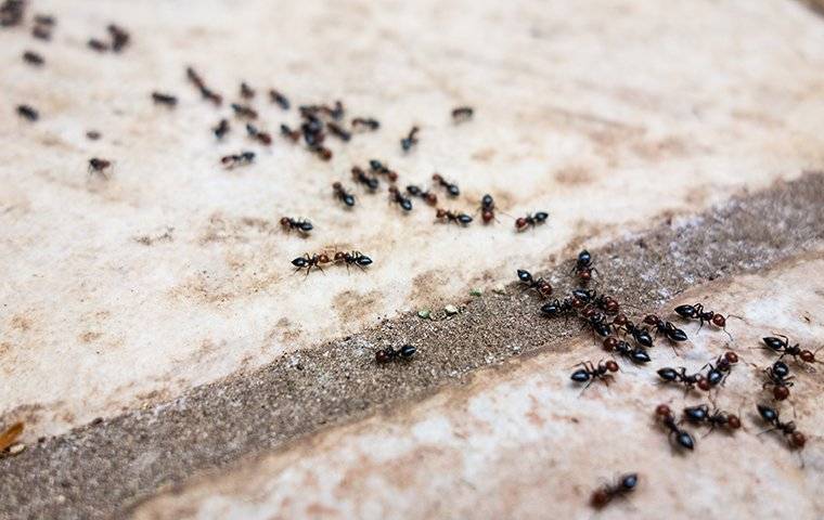 an ant infestation outside a home