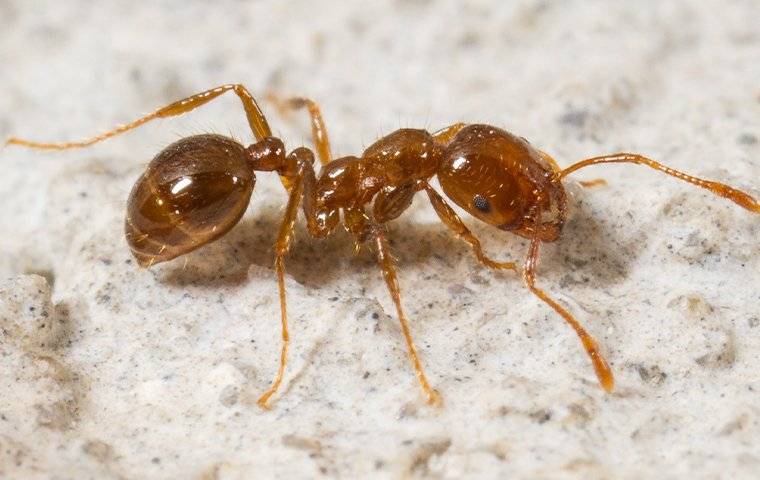 fire ant crawling on a pation
