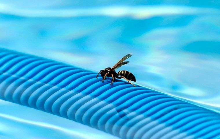 a wasp landing on a pool tube in west palm beach