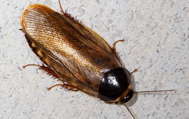 brown-banded cockroach on a wall