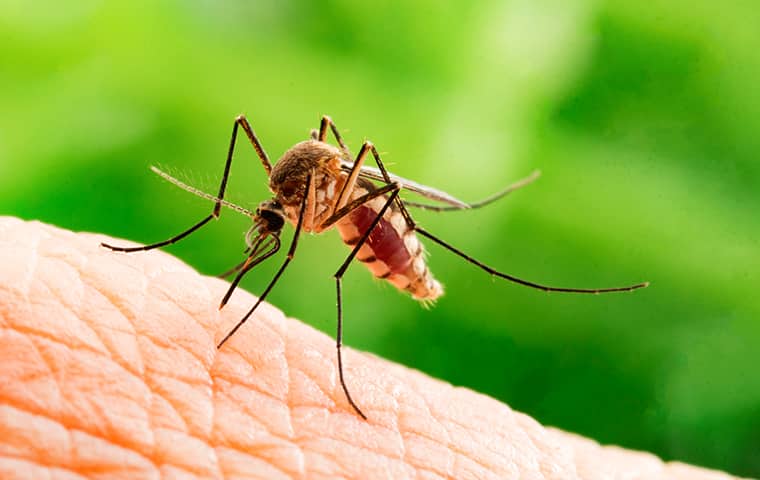 mosquito biting a person