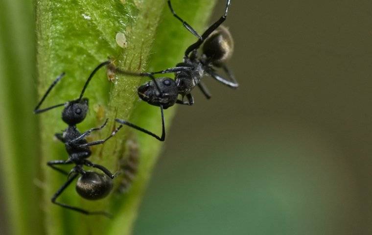 ants on a plant