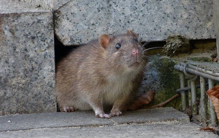 norway rat coming out of crack