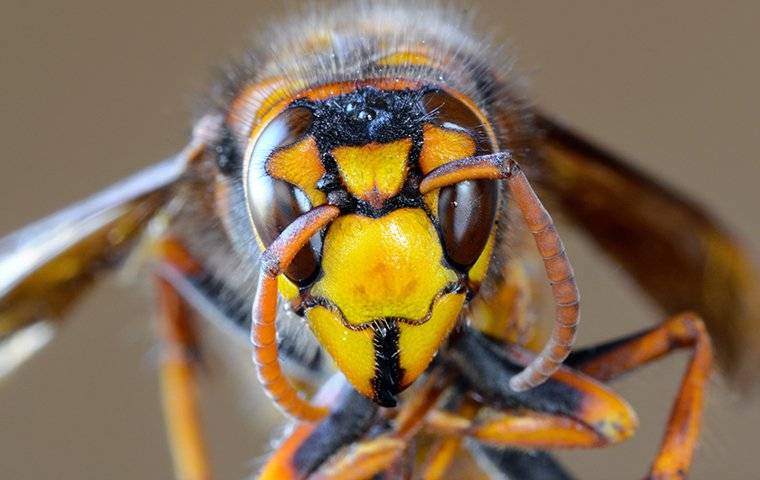 hornet up close