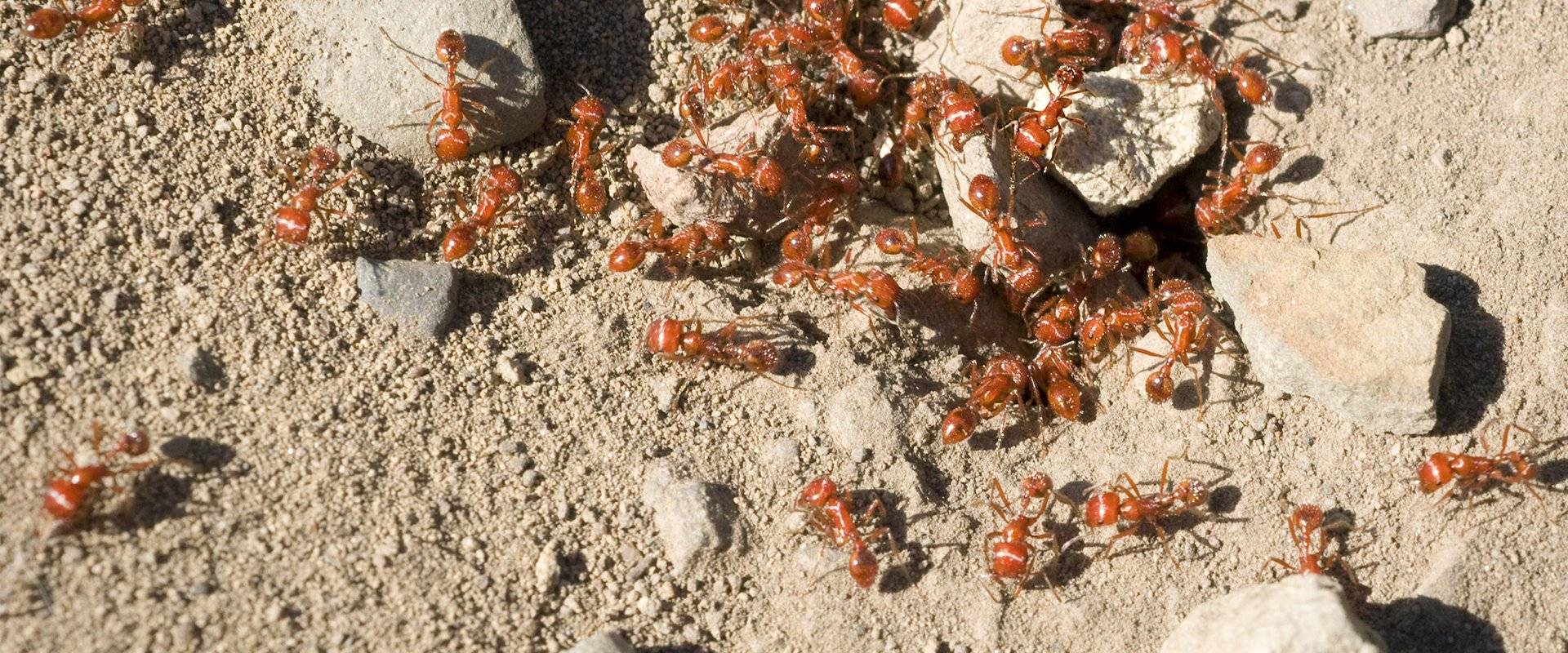fire ants swarming