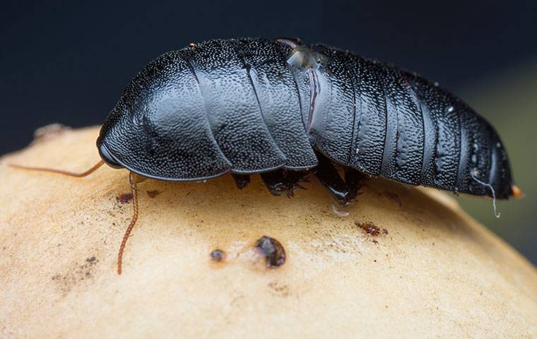 oriental cockroach