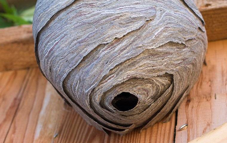 wasp nest