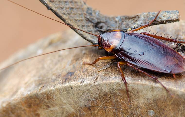 wood roach on tree stump