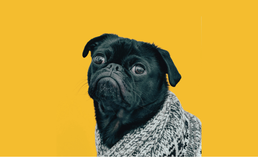Sad Pug