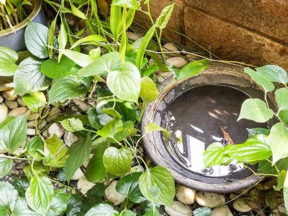 mosquito larvae growing in stagnant water