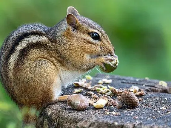 a chipmunk eating lunch outside a home