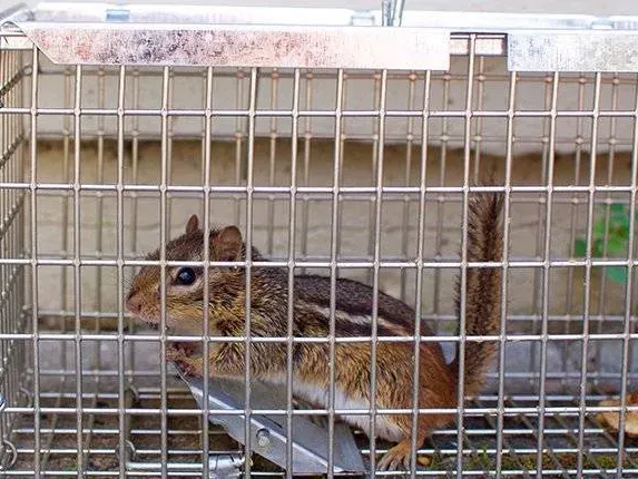 chipmunk caught in a live trap