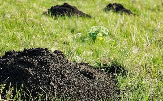 mole holes in a lawn