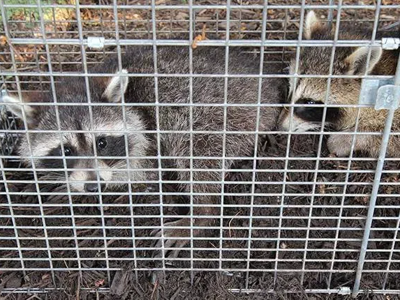 raccoons caught in a live trap